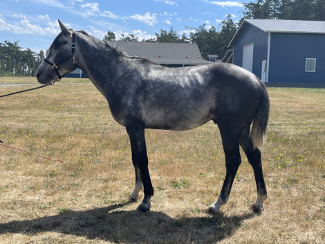 HorseID: 2314973 Bostons gemstone - PhotoID: 1100888