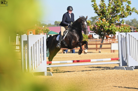 HorseID: 2314978 Furby - PhotoID: 1100857