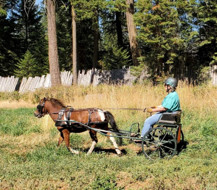 HorseID: 2314979 LONGBARN PHARM FINN MCCOOL - PhotoID: 1100905