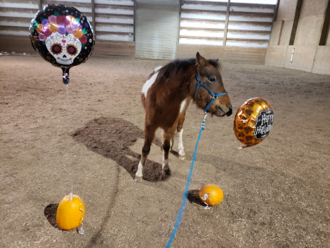 HorseID: 2314979 LONGBARN PHARM FINN MCCOOL - PhotoID: 1100906