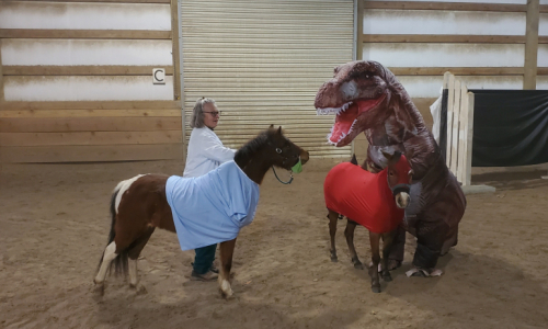 HorseID: 2314979 LONGBARN PHARM FINN MCCOOL - PhotoID: 1100907