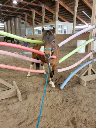 HorseID: 2314979 LONGBARN PHARM FINN MCCOOL - PhotoID: 1100908
