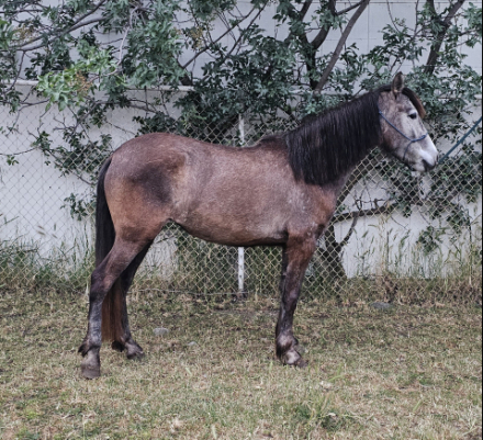 HorseID: 2314982 La Perla - PhotoID: 1100863