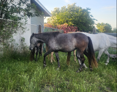 HorseID: 2314982 La Perla - PhotoID: 1100864
