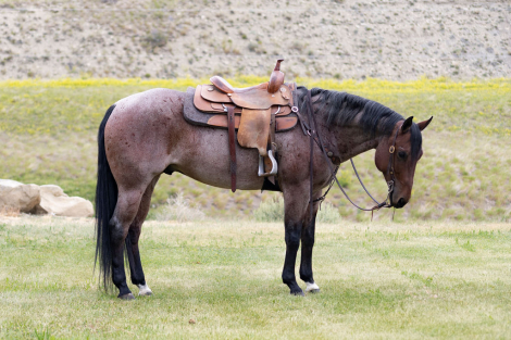 HorseID: 2314985 Tuff N Buzzin - PhotoID: 1100865