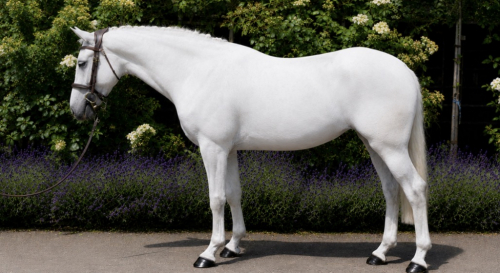 HorseID: 2314990 SLIABH SALTRY - PhotoID: 1100883