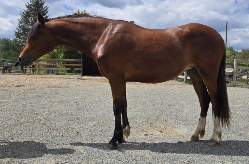 HorseID: 2314999 Lacey - PhotoID: 1100887