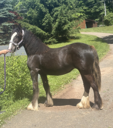 HorseID: 2315003 RFG Enchanted Lady - PhotoID: 1100890