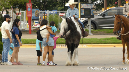 HorseID: 2315012 Prince Of Thunder Loki - PhotoID: 1100893