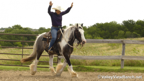 HorseID: 2315012 Prince Of Thunder Loki - PhotoID: 1100894