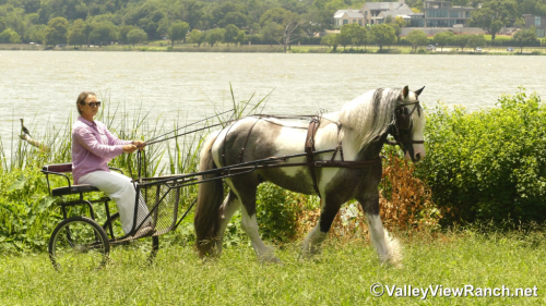 HorseID: 2315012 Prince Of Thunder Loki - PhotoID: 1100895