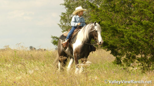 HorseID: 2315012 Prince Of Thunder Loki - PhotoID: 1100897