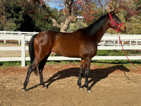 HorseID: 2315013 Royal Vanguard - PhotoID: 1100898