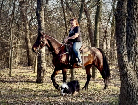 HorseID: 2315025 Winterfell - PhotoID: 1100914