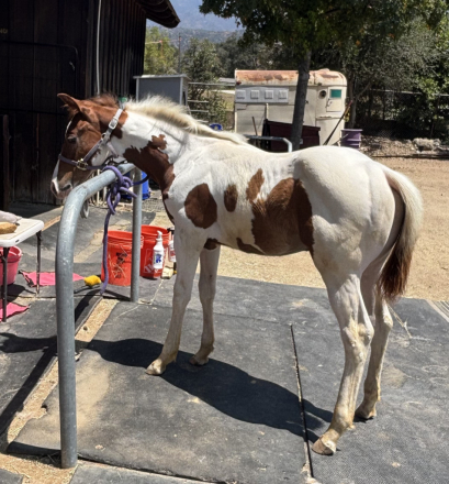 HorseID: 2315029 Kenos FirstClass Gold - PhotoID: 1100915