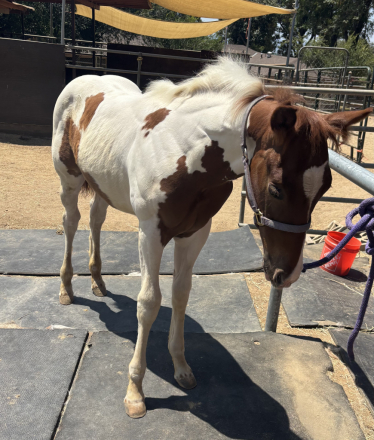 HorseID: 2315029 Kenos FirstClass Gold - PhotoID: 1100916