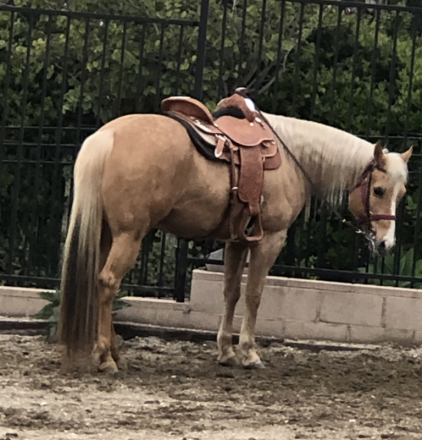 HorseID: 2315029 Kenos FirstClass Gold - PhotoID: 1100918