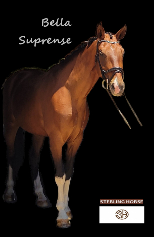 HorseID: 2315031 Bella Suprense - PhotoID: 1100958