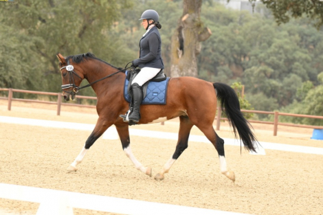 HorseID: 2315031 Bella Suprense - PhotoID: 1100959