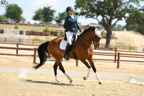 HorseID: 2315031 Bella Suprense - PhotoID: 1100960