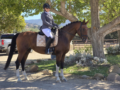 HorseID: 2315031 Bella Suprense - PhotoID: 1100962