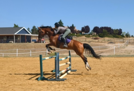 HorseID: 2315031 Bella Suprense - PhotoID: 1100963