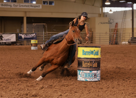HorseID: 2315032 Ima Wily Guy - PhotoID: 1100923