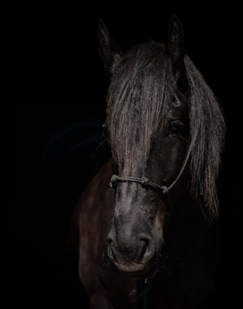 HorseID: 2315036 True Grit Patriot - PhotoID: 1100925