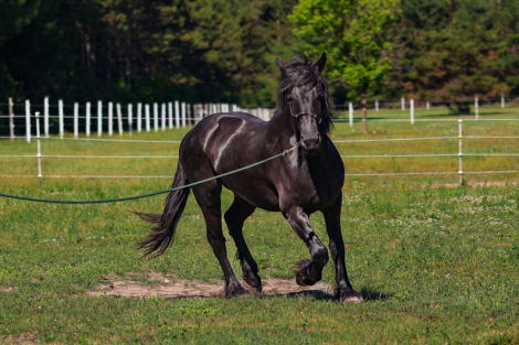 HorseID: 2315036 True Grit Patriot - PhotoID: 1100926
