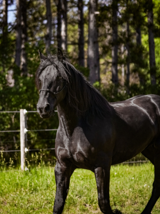 HorseID: 2315036 True Grit Patriot - PhotoID: 1100927