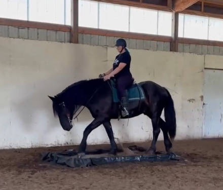 HorseID: 2315036 True Grit Patriot - PhotoID: 1100928