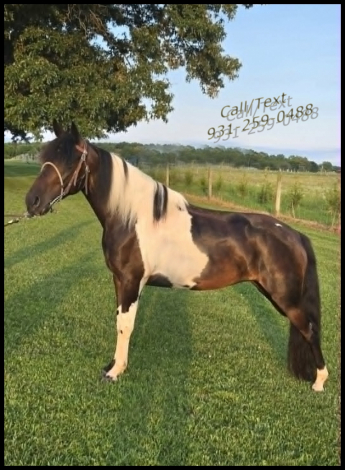 HorseID: 2315041 Mariah & Jewel - PhotoID: 1100930