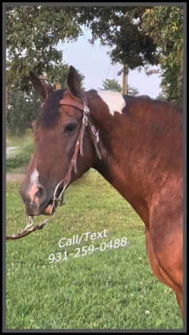 HorseID: 2315041 Mariah & Jewel - PhotoID: 1100931