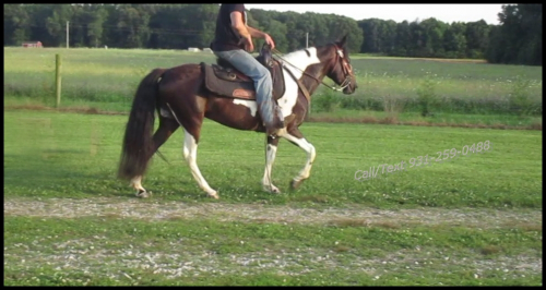 HorseID: 2315041 Mariah & Jewel - PhotoID: 1100956