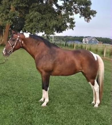 HorseID: 2315041 Mariah & Jewel - PhotoID: 1100957