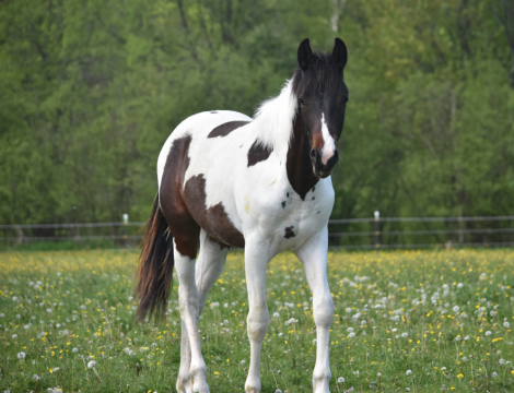 HorseID: 2315044 HIGH STAKES POKER - PhotoID: 1100936