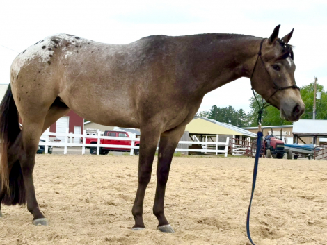 HorseID: 2315050 The Last Lazy Diamond - PhotoID: 1100937