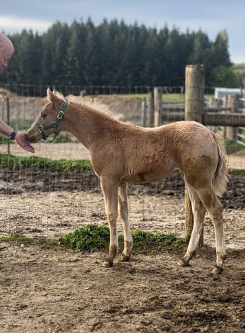 HorseID: 2315055 JKL Starlight Tyree - PhotoID: 1100978