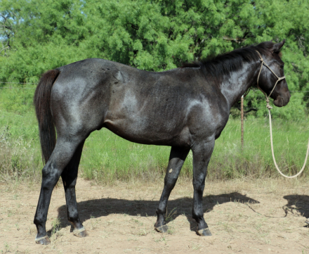 HorseID: 2315061 MT Blue Stetson - PhotoID: 1100942