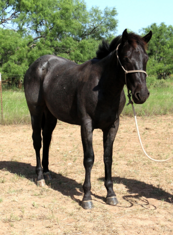 HorseID: 2315061 MT Blue Stetson - PhotoID: 1100943