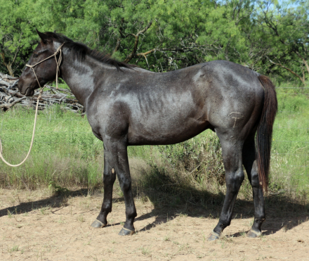 HorseID: 2315061 MT Blue Stetson - PhotoID: 1100944