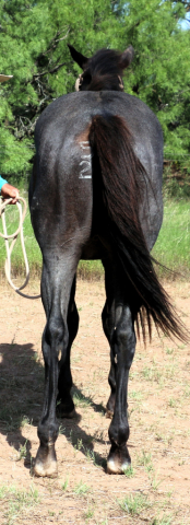 HorseID: 2315061 MT Blue Stetson - PhotoID: 1100945