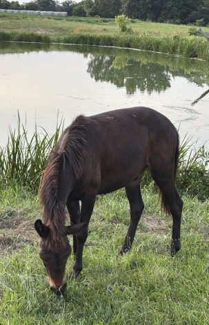 HorseID: 2315063 Dave - PhotoID: 1100950