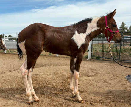 HorseID: 2315066 NPH Suddenly Special - PhotoID: 1100951