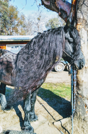 HorseID: 2315067 Blackfire Renoir - PhotoID: 1100972