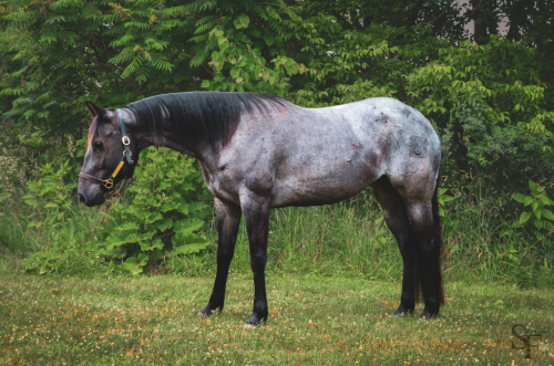 HorseID: 2315069 Jana Elegance N Blue - PhotoID: 1100977