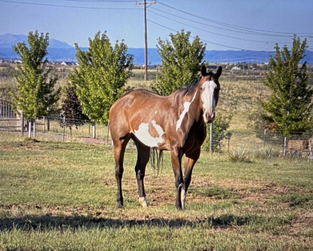 HorseID: 2315078 Adrenaline Junkie - PhotoID: 1101005