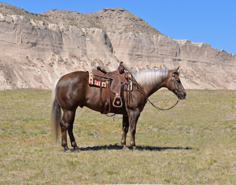 HorseID: 2315080 WIMPY TUFF BID - PhotoID: 1100982