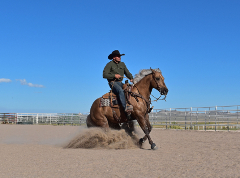 HorseID: 2315080 WIMPY TUFF BID - PhotoID: 1100983