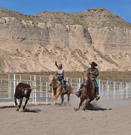 HorseID: 2315080 WIMPY TUFF BID - PhotoID: 1100985